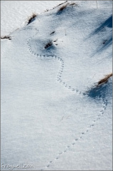 Mini footprints in the snow